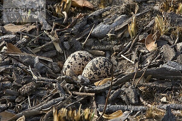 Nest und Eier eines geflügelten Bronzerenners