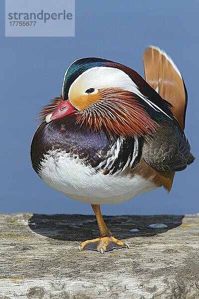 Mandarinente (Aix galericulata) eingeführte Art  erwachsenes Männchen  auf einem Bein stehend  Norfolk  England  April