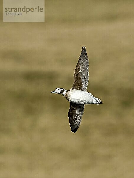 Langschwanzruderente (Clangula hyemalis)  erwachsenes Weibchen  im Flug  Shetland-Inseln  Schottland  April