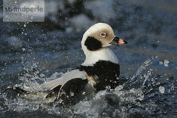 Langschwanzruderente (Clangula hyemalis) erwachsenes Männchen  Winterkleid  Baden vor dem Putzen