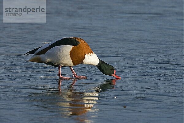 Brandgans (Tadorna tadorna) erwachsen  trinkt Schmelzwasser aus Eis  Gloucestershire  England  Winter