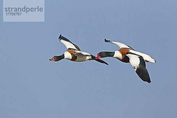 Brandgans (Tadorna tadorna)  erwachsenes Paar  im Flug  Slimbridge  Gloucestershire  England  Februar