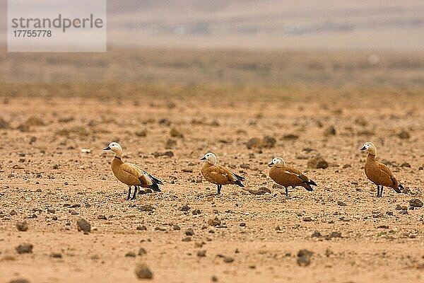 Rostgans (Tadorna ferruginea) vier Erwachsene  stehend im Wüstenhabitat  Los Molinos  Lanzarote  Kanarische Inseln