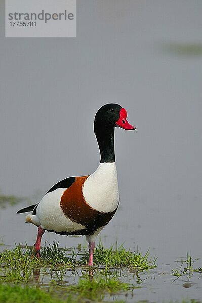 Brandgans (Tadorna tadorna)  erwachsenes Männchen  im Flachwasser laufend  Italien  Marsch  Europa