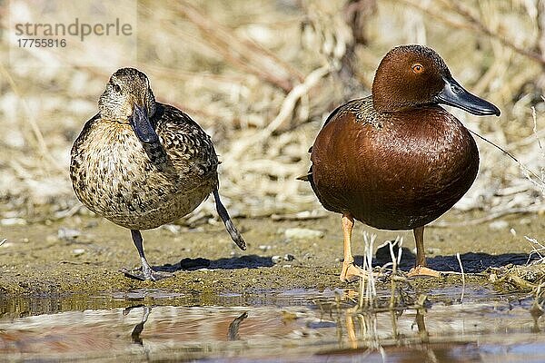 Zimtkrötente (Anas cyanoptera) erwachsenes Paar  am Wasser stehend (U.) S. A