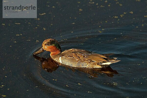 Grünflügelente (Anas crecca carolinensis) erwachsenes Männchen  schwimmend  Florida (U.) S. A. November