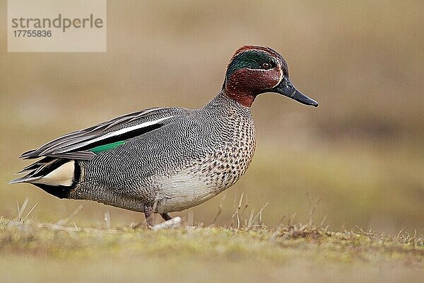 Krickente (Anas crecca)  erwachsenes Männchen  stehend auf Gras  Norfolk  England  März