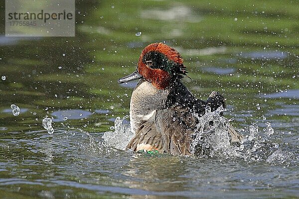 Amerikanische Grünflügelente (Anas crecca carolinensis)  erwachsenes Männchen  baden im Süßwassersee  Quelle