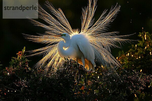 Erwachsener Silberreiher (Casmerodius albus) bei Sonnenuntergang  Florida (U.) S. A