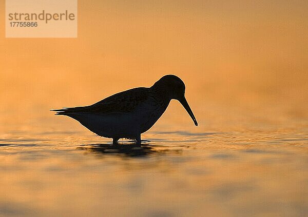 Alpenstrandläufer (Calidris alpina)  Tiere  Vögel  Watvögel  Dunlin adult  wading  Silhouette at dusk  Snettisham  Norfolk  England  september