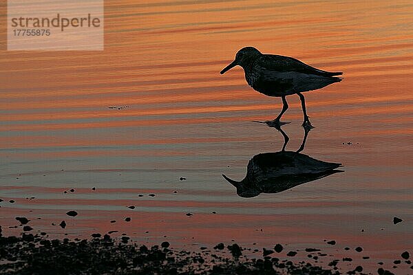 Alpenstrandläufer (Calidris alpina)  Tiere  Vögel  Watvögel  Dunlin adult  wading in sea  Silhouette at sunset  Newport Beach  Pembrokeshire  Wales