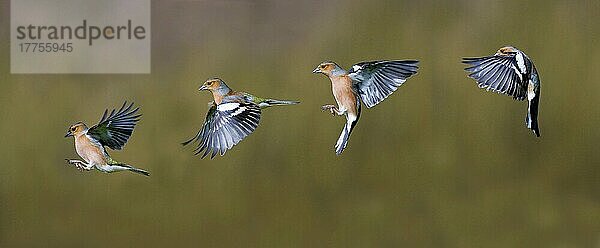 Buchfink (Fringilla coelebs) erwachsenes Männchen  Flugsequenz  Dumfries und Galloway  Schottland  Marsch