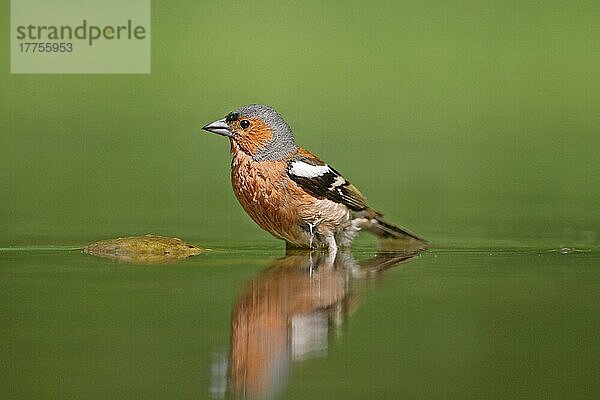 Buchfink (Fringilla coelebs)  erwachsener Mann  baden im Waldbecken  Ungarn  Sommer  Europa