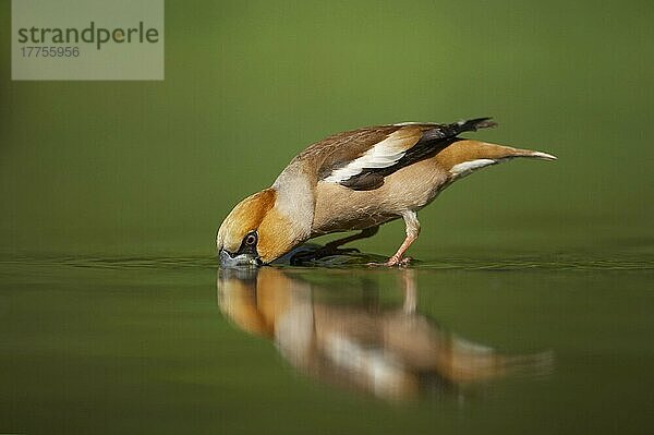 Kernbeißer (Coccothraustes coccothraustes)  erwachsenes Männchen  trinkt am Waldbecken  Ungarn  Europa