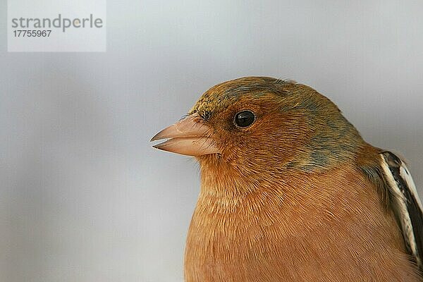 Buchfink (Fringilla coelebs) erwachsenes Männchen  Nahaufnahme des Kopfes  England  Winter