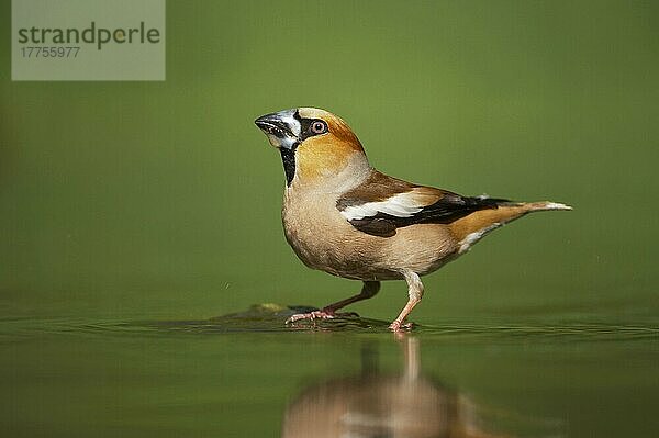 Kernbeißer (Coccothraustes coccothraustes)  erwachsenes Männchen  trinkt im Waldbad  Ungarn  Europa