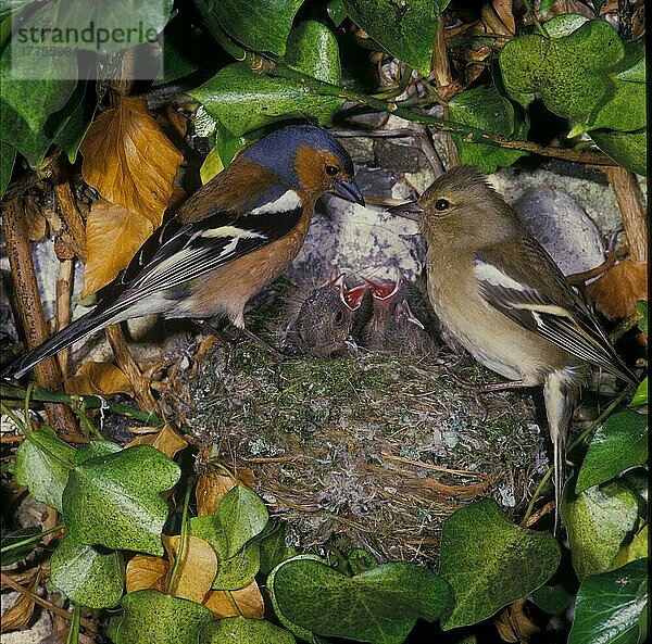 Buchfink (Fringilla coelebs) Nahaufnahme  Paar im Nest Junge anspruchsvoll (S)