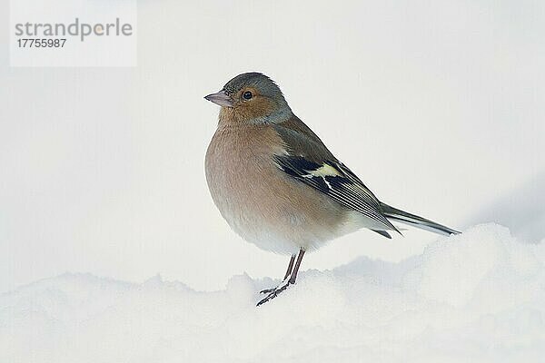 Buchfink (Fringilla coelebs) erwachsenes Männchen  stehend in schneebedecktem Garten  Chirnside  Berwickshire  Schottland  Dezember