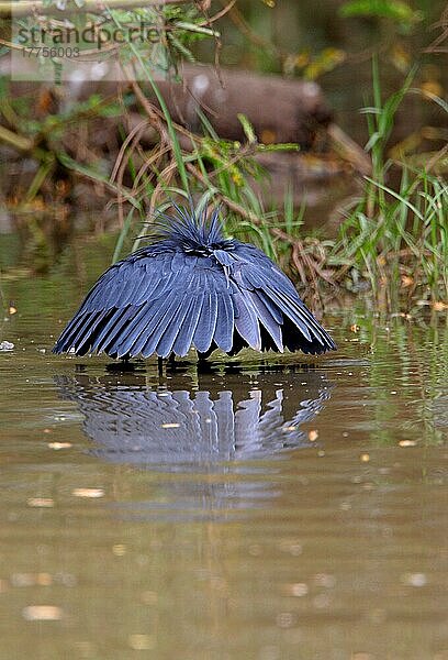 Schwarzer Reiher (Egretta ardesiaca) erwachsen  fischend  benutzt Flügel Regenschirm  um Wasser zu beschatten  Äthiopien  April  Afrika