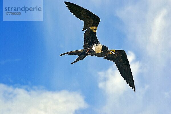 Prachtfregattvogel  Prachtfregattvögel (Fregata magnificens)  Pracht-Fregattvogel  Fregattvogel  Fregattvögel  Ruderfüßer  Tiere  Vögel  Magnificent Frigatebird adult