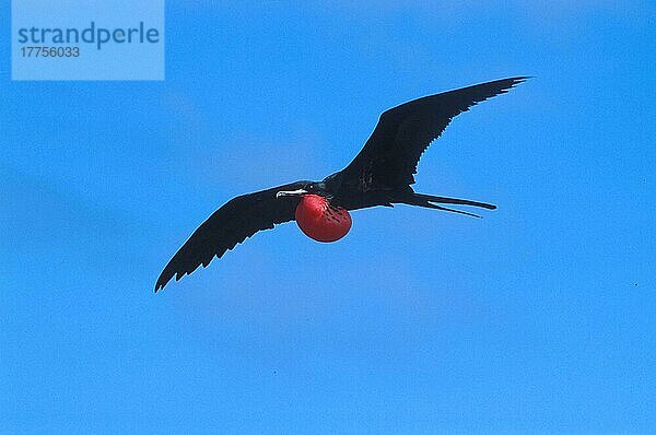 Bindenfregattvogel  Binden-Fregattvogel  Bindenfregattvögel (Fregata minor)  Fregattvogel  Fregattvögel  Ruderfüßer  Tiere  Vögel  Great Frigatebird Male flying with i