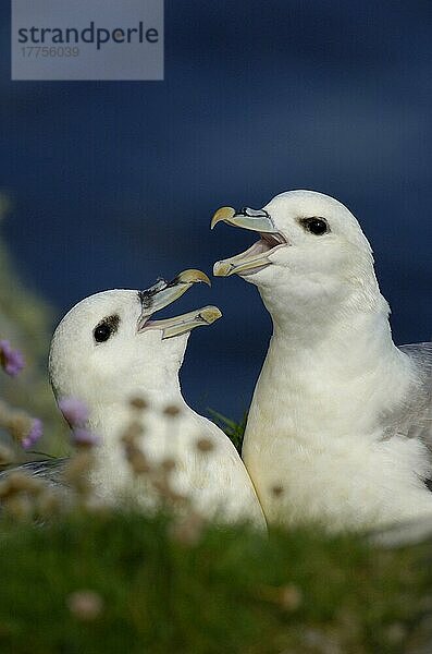 Nördlicher Fulmar (Fulmaris glacialis)  erwachsenes Paar  rufend  auf Klippen  Shetland-Inseln  Schottland  Juli