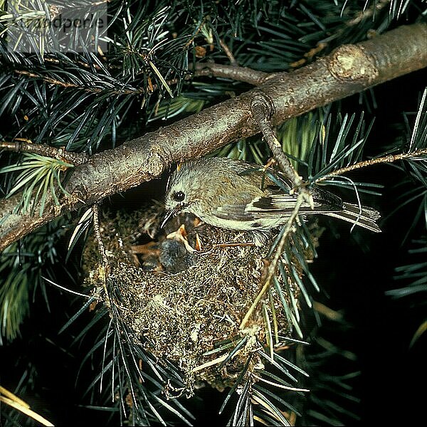 Wintergoldhähnchen (Regulus regulus)  Winter-Goldhähnchen  Goldhähnchen  Singvögel  Tiere  Vögel  Goldcrest Adult at nest