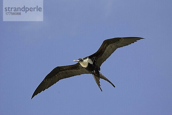 Bindenfregattvogel  Binden-Fregattvogel  Bindenfregattvögel (Fregata minor)  Fregattvogel  Fregattvögel  Ruderfüßer  Tiere  Vögel  Great Frigatebird ridgwayi  female fl