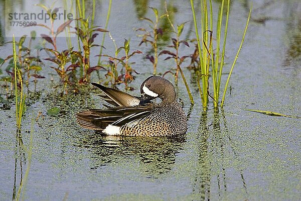 Blauflügelente  Blauflügelenten (Anas discors)  Enten  Gänsevoegel  Tiere  Vögel  Blue winged teal  male  preening