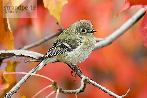 Rubingoldhähnchen (Regulus calendula)  erwachsenes Männchen  auf einem Ahornzweig sitzend (U.) S. A. Herbst