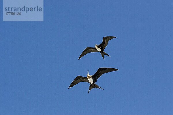 Bindenfregattvogel  Binden-Fregattvogel  Bindenfregattvögel  Fregattvogel  Fregattvögel  Ruderfüßer  Tiere  Vögel  Two immature Great Frigatebird in flight