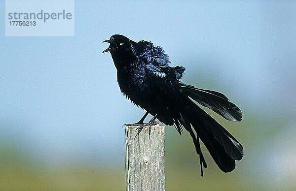 Grobschwanz-Grackle (Quiscalus mexicanus)  erwachsenes Männchen  ausstellend