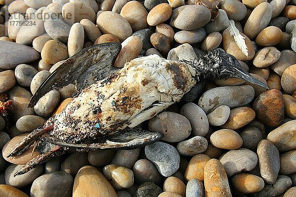 Gryllteiste (Uria aalge) toter Erwachsener  nach Verunreinigung durch Polyisobuten-Ölzusatz im Meer an Land gespült  was die wasserdichte Beschichtung und Schwimmfähigkeit beeinträchtigt  Chesil Beach  Dorset  England  Januar 2013