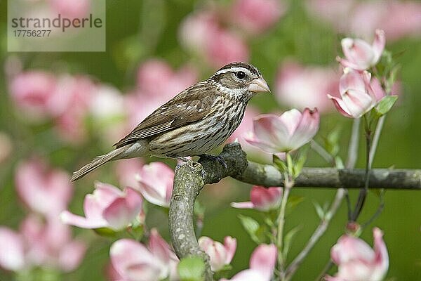 Rosenbrust-Kernbeißer (Pheucticus ludovicianus)  erwachsenes Weibchen  in blühendem rosa Hartriegel (U.) S. A