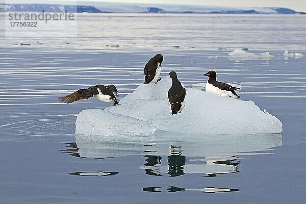 Brunnich's Guillemot (Uria lomvia) vier Erwachsene  Sommergefieder  auf Eisscholle  Spitzbergen  Juli