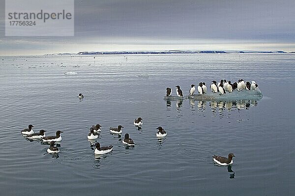Erwachsene Brunnich-Lumme (Uria lomvia)  Sommergefieder  im Meer schwimmende und auf Eisschollen stehende Herde im Küstenhabitat  Spitzbergen  Svalbard  Juli