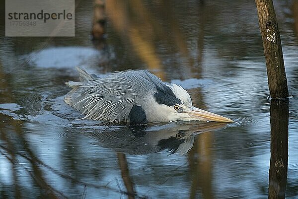 Graureiher (Ardea cinerea) erwachsen  watend im tiefen Wasser  Kent  England  Januar