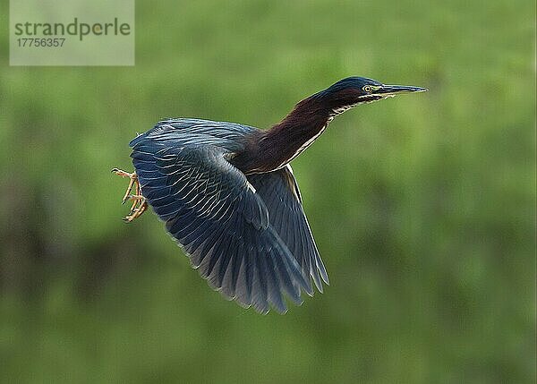 Grüner Reiher (Butorides striatus) erwachsen im Flug  Florida (U.) S. A