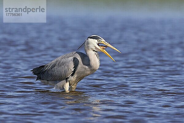 Graureiher (Ardea cinerea) erwachsen  schluckt Fischbeute  steht im Teich  Suffolk  England  Mai