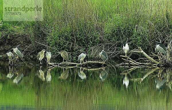 Nachtreiher mit schwarzer Krone (Nycticorax nyctocorax) Ruhende Erwachsene und Jungtiere  Lesbos