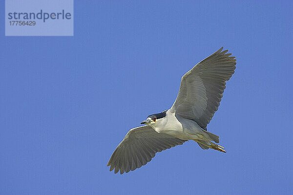 Schwarzscheitel-Nachtreiher (Nycticorax nyctocorax) adult  im Flug  Lake Marian  Florida (U.) S. A