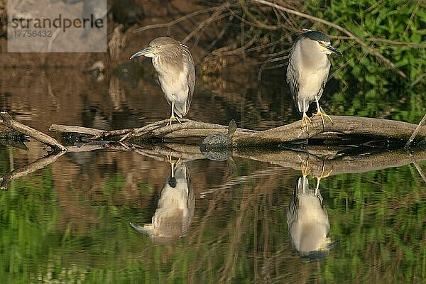 Nachtreiher (Nycticorax nyctocorax) Ruhender Erwachsener und unreifes Dösen  Teichschildkröte beobachtet