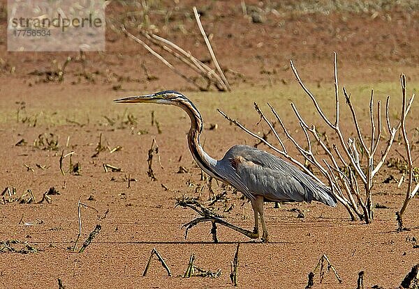 Purpurreiher (Ardea purpurea) erwachsen  watend im Wasser  Nordindien  Januar