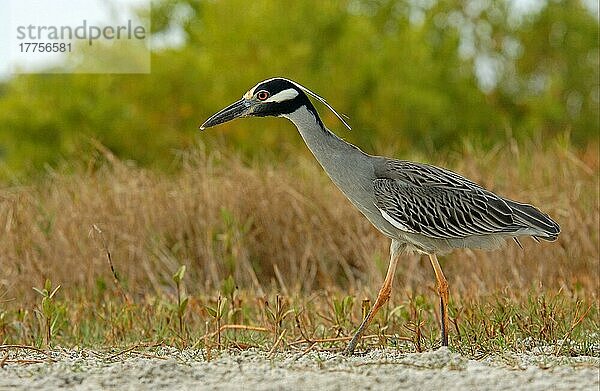 Gelbscheitel-Nachtreiher (Nyctanassa violacea) erwachsen  Florida (U.) S. A