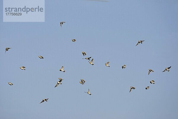 Feldlerche  Feldlerchen (Alauda arvensis)  Singvögel  Tiere  Vögel  Lerchen  Skylark flock  in flight  Spain  winter