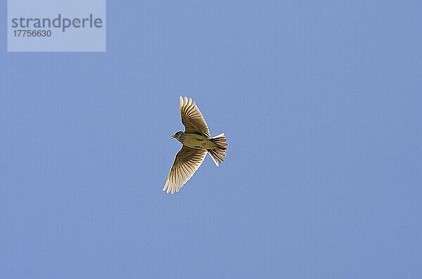 Feldlerche (Alauda arvensis) erwachsen  singt im Flug  Norfolk  England  Juni