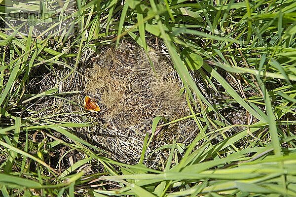 Feldlerche  Feldlerchen (Alauda arvensis)  Singvögel  Tiere  Vögel  Lerchen  Skylark chicks  sitting in nest  Suffolk  England  june