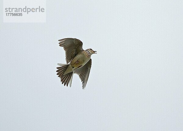 Feldlerche (Alauda arvensis) erwachsen  singend  im Steigflug  England  Juni