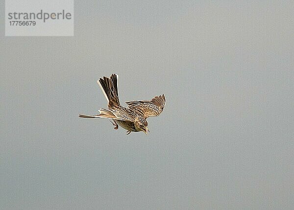 Feldlerche (Alauda arvensis) erwachsen  singend  im absteigenden Flug  England  Juni