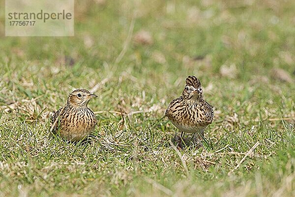 Feldlerche (Alauda arvensis)  erwachsenes Paar  stehend auf Gras im Feld  Suffolk  England  Marsch